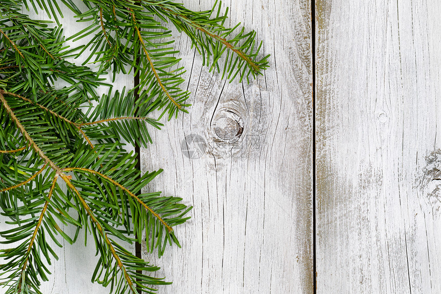 真正的北美大法尔树枝在生锈的白木板上垂直流动圣诞节的概念图片