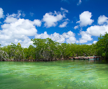 金海湾红树林驯鹿海红树林背景