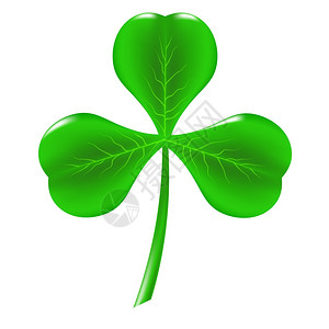 绿色Clover孤立于白色背景PatricksDay符号图片