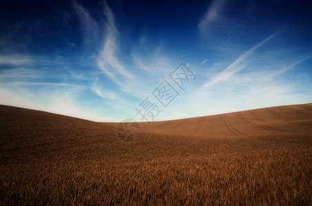 秋色草和蓝天空背景图片