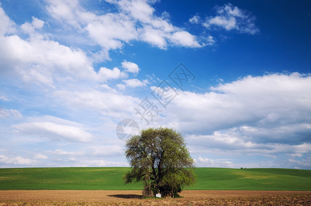 蓝色天空上的大树自然背景图片