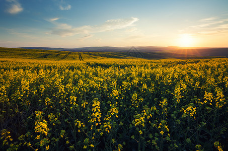 美丽的黄色田地阳光晴的风景图片