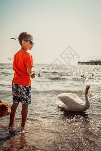 天鹅和男孩小男孩在海边的沙滩上吃小天鹅暑假放松背景