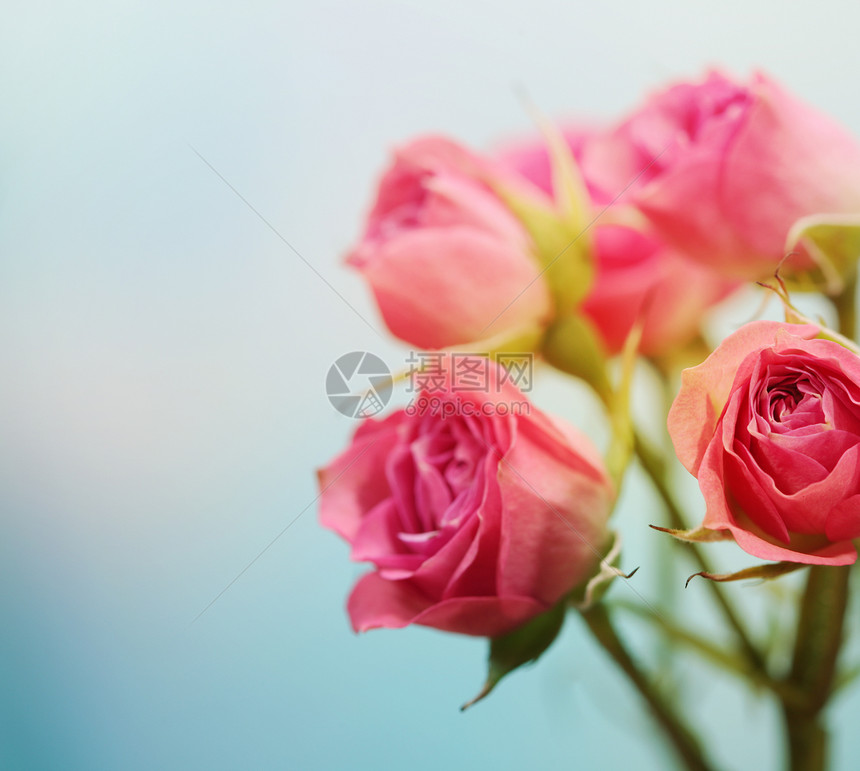 柔软的焦点花朵背景图片