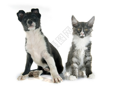 白色背景面前的小狗边框大角和主要小猫图片