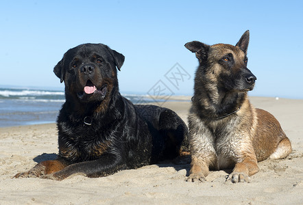 坐在沙滩上躺狗高清图片素材