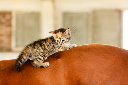 小猫马骑小马骑图片