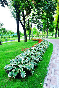 乌克兰夏季公园美丽的绿色公园图片