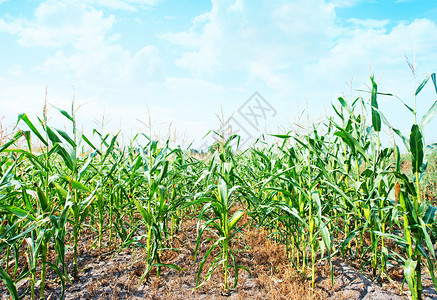 美丽的绿色玉米田乌克兰的玉米田背景图片