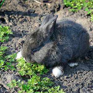 小兔子吃草图片