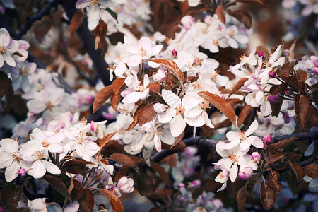 果树开花苹果高清图片素材