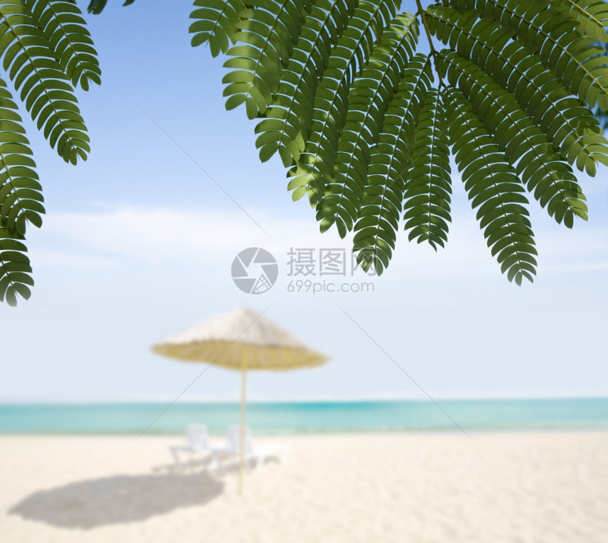 沙海滨新鲜青绿棕榈树叶夏季节图片