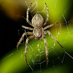 网上大蜘蛛交叉高清图片素材