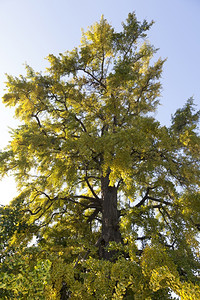 秋天的Ginkgobiloba树图片