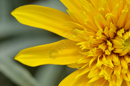 在花园里紧贴着美丽的黄菊花高清图片