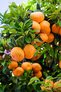 花园的橘子树植物上鲜橙子树背景图片
