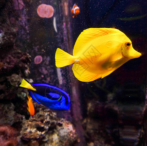 热带鱼类在蓝色珊瑚礁海水族馆中相遇吻高清图片素材