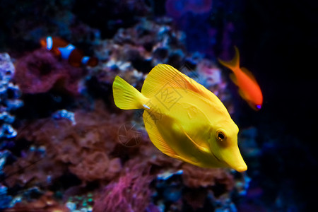 热带鱼类在蓝色珊瑚礁海水族馆中相遇暗礁高清图片素材
