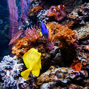 热带鱼类在蓝色珊瑚礁海水族馆中相遇夫妇高清图片素材