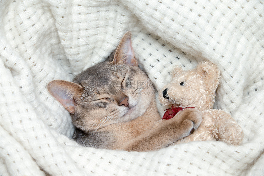 可爱的小猫睡在毛皮白毯上xAxA图片