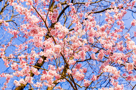 春樱花粉红色苏库拉图片
