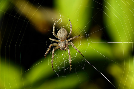 网上大蜘蛛万圣节高清图片素材