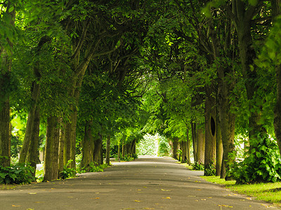 人行道公园里有树木自然景观夏季散步图片