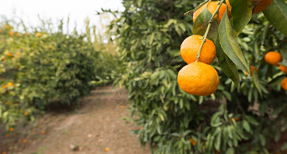 在果园树上挂着的橘子收获高清图片素材