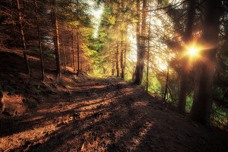 阳光明媚的清晨旧森林图片