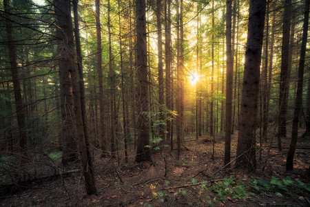 阳光明媚的清晨旧森林图片