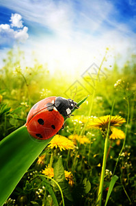 春季绿地上的Ladybug图片