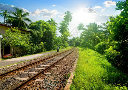 斯里兰卡通过绿棕榈林的铁路图片