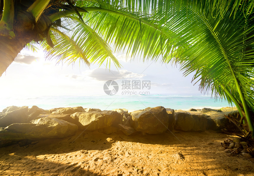 在阳光明媚的清晨通过棕榈树观察海洋图片