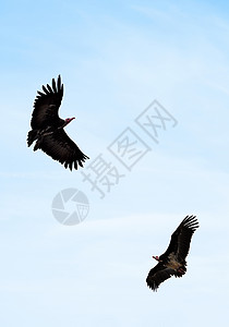 两只鹰在蓝天飞翔图片素材