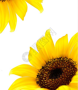 黄色向日葵的背景图片