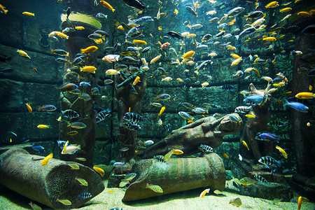 水族馆一景水族馆珊瑚礁上的热带鱼类照片背景