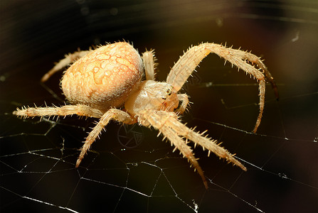 网上大蜘蛛自然高清图片素材
