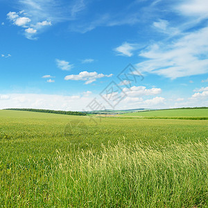 春草和蓝的天空背景图片