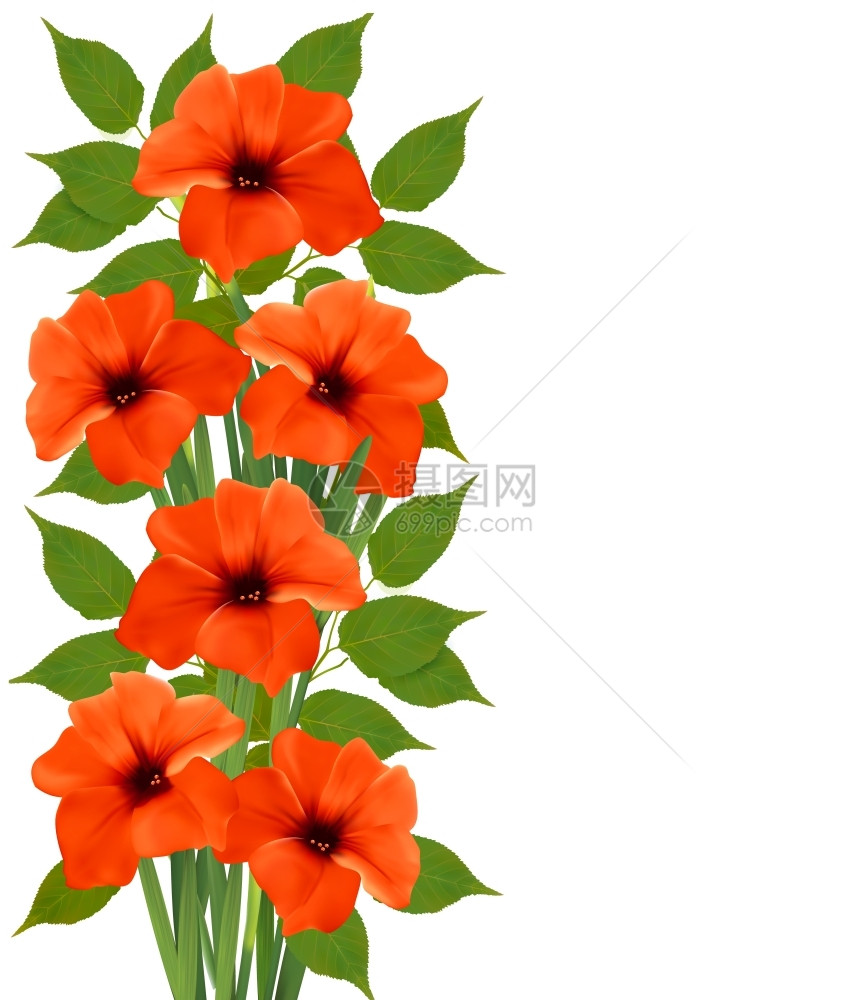 橙色美丽花朵图片
