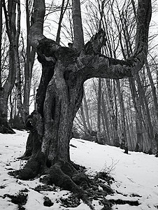 冬季森林黑白照片图片