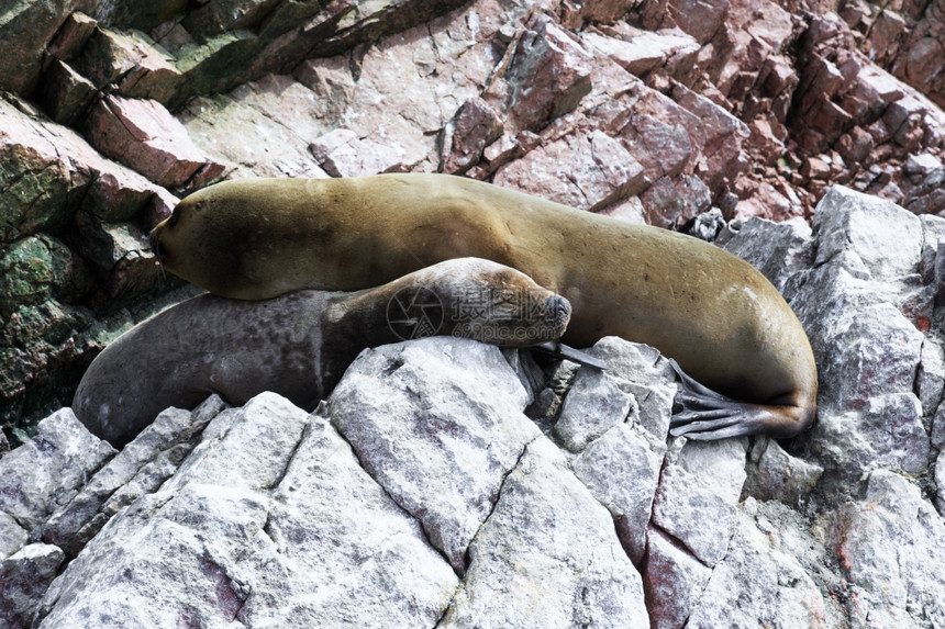在秘鲁的巴列斯塔群岛为在秘鲁海岸的岩石而战的海狮图片