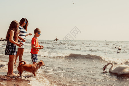 天鹅和男孩孩子们和妈在沙滩上玩得开心背景