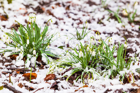 雪地加兰特胡斯尼瓦利初春花园里的雪滴图片