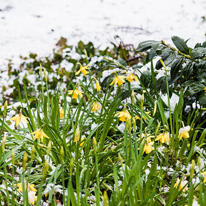雪中的春花背景图片