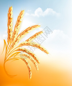 蓝色天空前的小麦矢量图插画