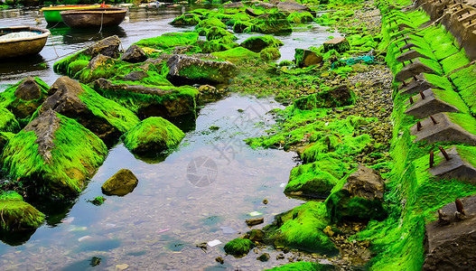 位于维特南LySon岛蓝海沙滩岩石上的天然绿色苔高清图片