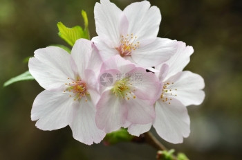 日本著名的花朵樱在新加坡湾的花园中展出图片