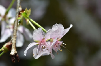 春花系列美丽的樱花图片