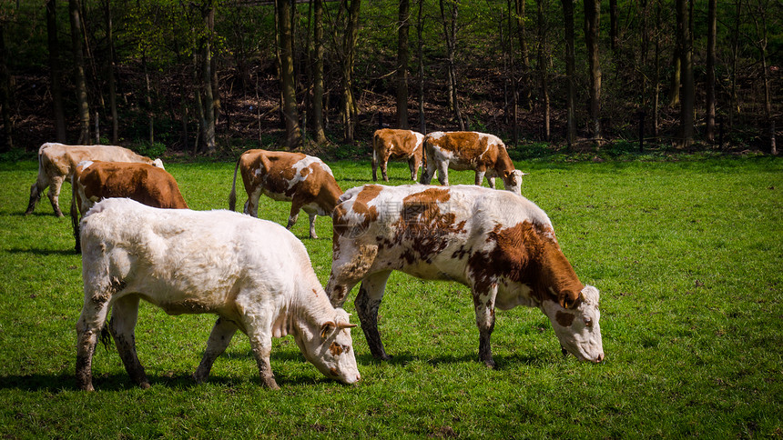 牛在草地上放牧牛在田地上放牧图片