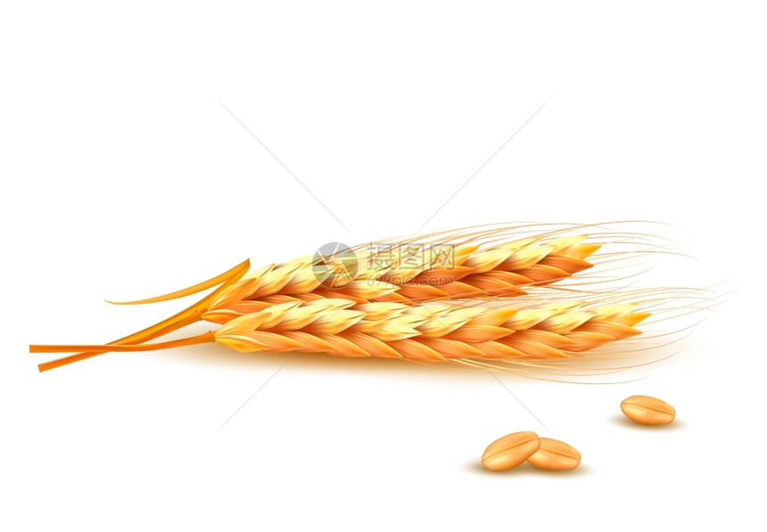 小麦耳朵矢量图图片